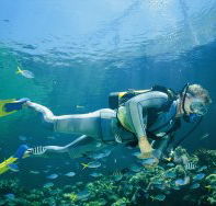 Manta Ray Bommie Dive Site - Accommodation Redcliffe