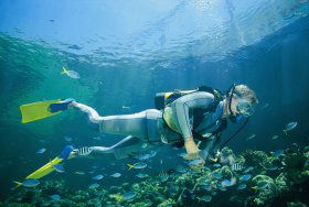 Manta Ray Bommie Dive Site - Accommodation Redcliffe 0