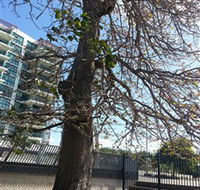 The Leichhardt Tree - Accommodation Redcliffe