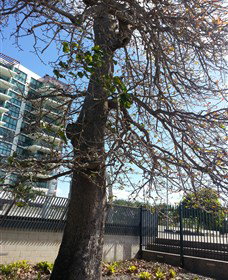 The Leichhardt Tree - Accommodation Redcliffe 0