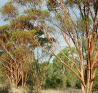 Myall Park Botanic Garden - Accommodation Redcliffe