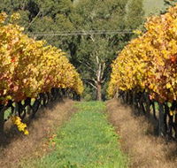 Wild Dog Winery  Restaurant - Accommodation Redcliffe