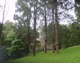 Mount Dandenong Arboretum - Accommodation Redcliffe 0