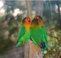Ballarat Bird World - Accommodation Redcliffe