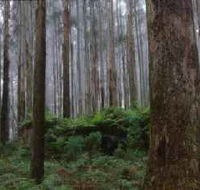 Kinglake National Park - Accommodation Redcliffe