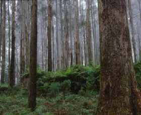 Kinglake National Park - Accommodation Redcliffe 0