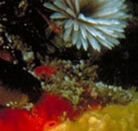 Point Cooke Marine Sanctuary - Accommodation Redcliffe