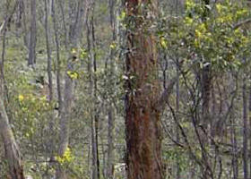 Heathcote-Graytown National Park - Accommodation Redcliffe 0