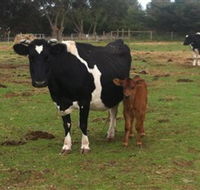 Animal Land Children's Farm - Accommodation Redcliffe