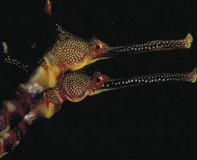 Eagle Rock Marine Sanctuary - Accommodation Redcliffe 0