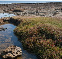 Ricketts Point Marine Sanctuary - Accommodation Redcliffe