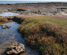 Ricketts Point Marine Sanctuary - Accommodation Redcliffe 0