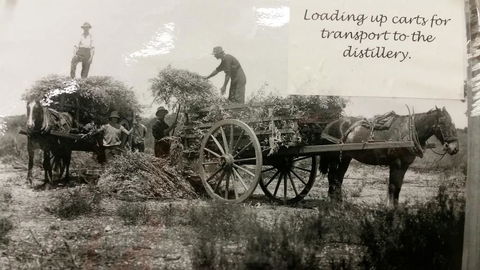 Eucalyptus Distillery Museum - Accommodation Redcliffe 4