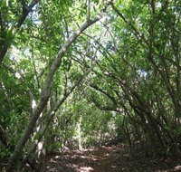 Eucalypt Trail - Accommodation Redcliffe