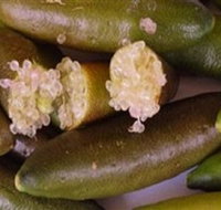 Sandy Creek Olives and Finger Limes - Accommodation Redcliffe