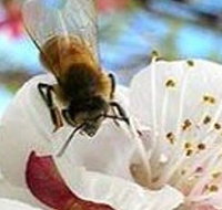 Clayridge Honey
