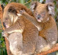 Shoalhaven Zoo - Accommodation Redcliffe