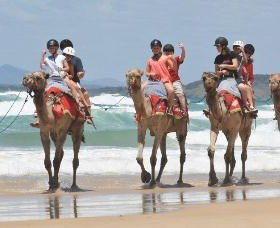 Camel Rides With Coffs Coast Camels - Accommodation Redcliffe 0