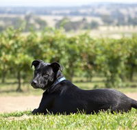 Moothi Estate Vineyard and Cellar Door - Accommodation Redcliffe
