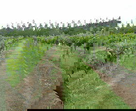Lake George Winery - Accommodation Redcliffe 1