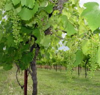 Holland Wines - Accommodation Redcliffe