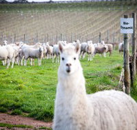 Gemtree Vineyards Cellar Door - Accommodation Redcliffe