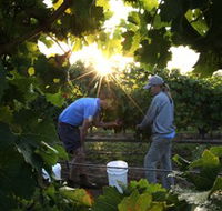 Oakdene Vineyards Restaurant and Cellar Door - Accommodation Redcliffe