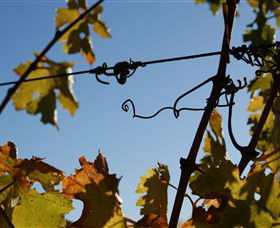 Blackjack Vineyards - Accommodation Redcliffe 1