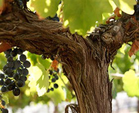 Blackjack Vineyards - Accommodation Redcliffe 0