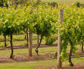 Mt Coghill Vineyard - Accommodation Redcliffe 0
