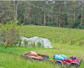 Peveril Vineyard/Beechy Berries - Accommodation Redcliffe 1