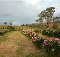 Damasque Rose Oil Farm - Accommodation Redcliffe