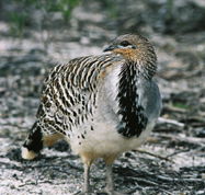 Yongergnow Australian Malleefowl Centre - Accommodation Redcliffe