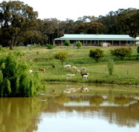 Clearview Alpacas - Accommodation Redcliffe