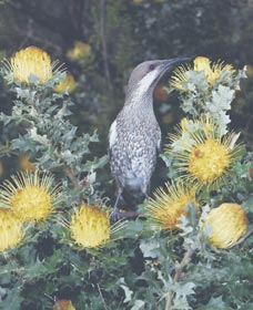 Dryandra Woodland - Accommodation Redcliffe 1