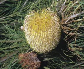 Dryandra Woodland - Accommodation Redcliffe 3
