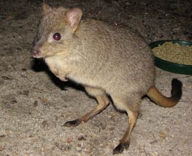 Barna Mia Native Animal Sanctuary - Accommodation Redcliffe 1