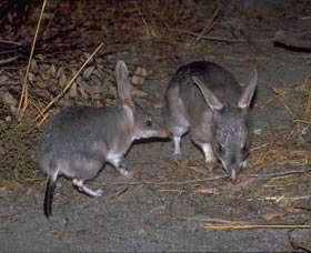 Barna Mia Native Animal Sanctuary - Accommodation Redcliffe 2