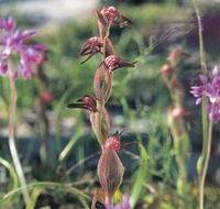 Carnamah-Eneabba Wildflower Drive - Accommodation Redcliffe