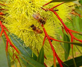 Ungulla Country Garden - Accommodation Redcliffe 6