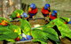 Canberra Walk In Aviary - thumb 1