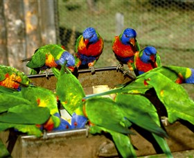 Canberra Walk In Aviary - Accommodation Redcliffe 1