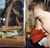 Canberra Reptile Zoo - Accommodation Redcliffe