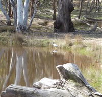 Mulligans Flat - Accommodation Redcliffe
