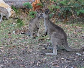 East Coast Adventure Bus - Accommodation Redcliffe 4