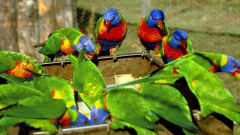 Canberra Walk In Aviary - Accommodation Redcliffe 4