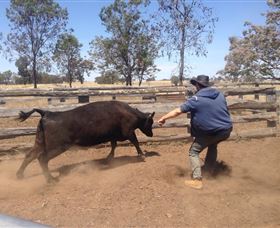 OutBackPackers - Accommodation Redcliffe 3