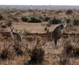 Silver City Tours - Accommodation Redcliffe 1