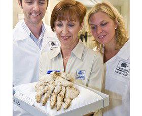 Behind The Scenes Tours At Australian Museum - Accommodation Redcliffe 1