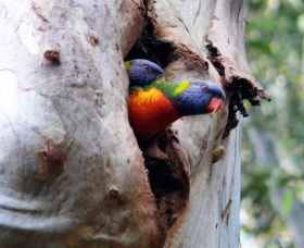 Cumberland State Forest - Accommodation Redcliffe 0